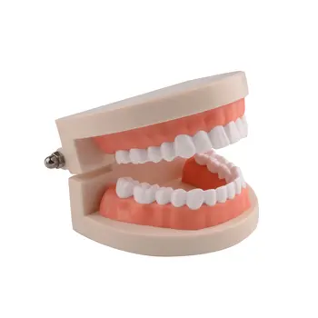 Ультрасовременная Стандартная модель обучения стоматологии, исследование структуры зубов Полости рта, Обучающий демонстрационный инструмент стоматолога